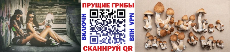 Купить  Ногинск  Галлюциногенные грибы GOLDEN TEACHER 